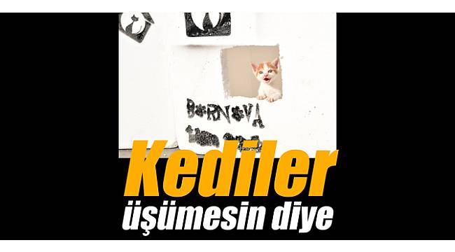 Kediler üşümesin diye