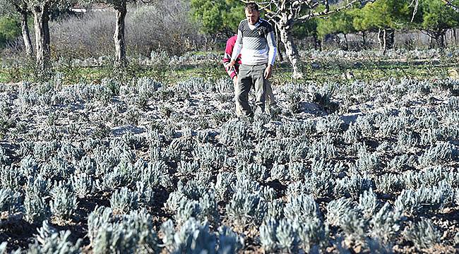 Orman Değil 'Bal Fabrikası' Olacak