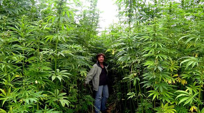 Türklerin Vizesiz Pasaportsuz Girebildiği Komşusunda Esrar Artık Serbest