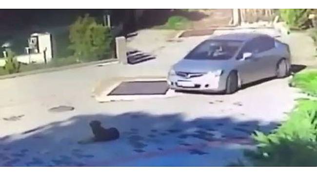 Bulun bu caniyi! Arabasıyla köpeği ezdi!