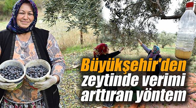 Büyükşehir'den zeytinde verimi arttıran yöntem