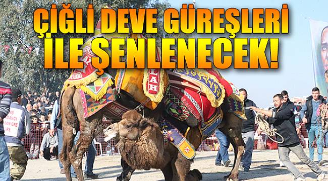 Çiğli Deve Güreşleri ile şenleniyor