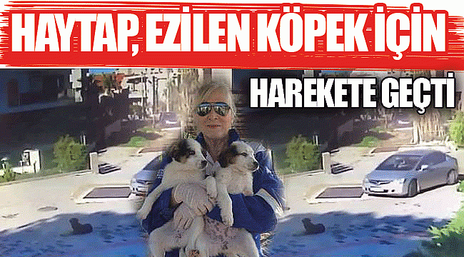 HAYTAP, ezilen köpek için harekete geçti