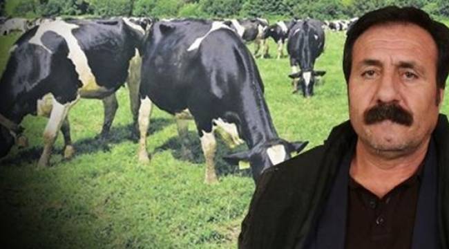 "İneklerime kayyım atandı"