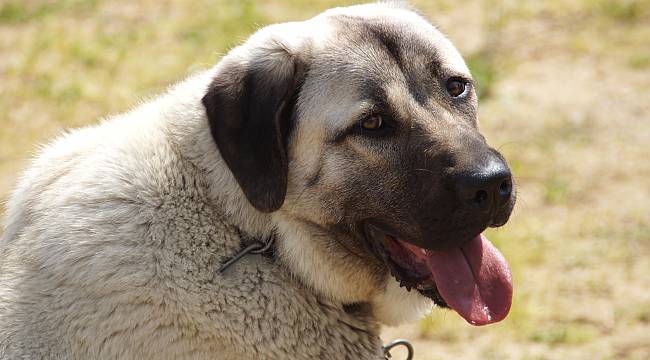 Karşıyaka’da ‘köpek ırkları’ yarışacak