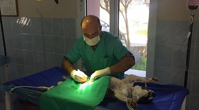 Sokaktaki dostlarımızın kahramanı siz olun