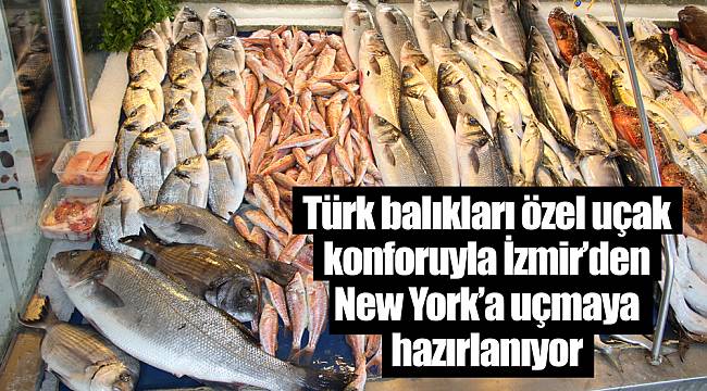 Türk balıkları özel uçak konforuyla İzmir’den New York’a uçmaya hazırlanıyor
