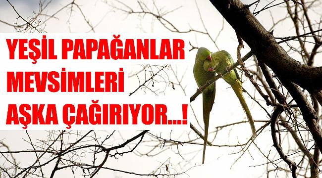 Yeşil papağanlar mevsimleri aşka çağırıyor…!
