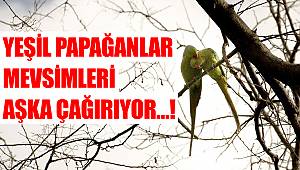 Yeşil papağanlar mevsimleri aşka çağırıyor…!