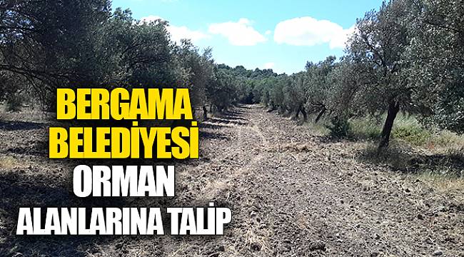 BERGAMA BELEDİYESİ ORMAN ALANLARINA TALİP