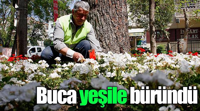 Buca yeşile büründü