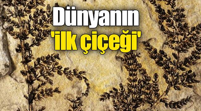 Dünyanın 'ilk çiçeği'