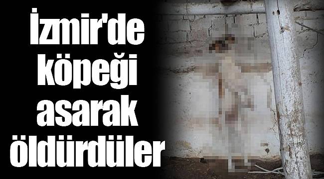 İzmir'de köpeği asarak öldürdüler