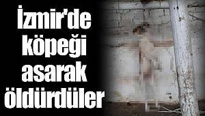 İzmir'de köpeği asarak öldürdüler