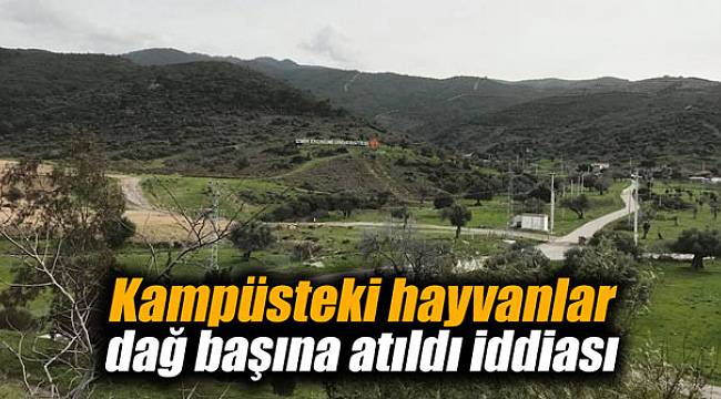 Kampüsteki hayvanlar dağ başına atıldı iddiası