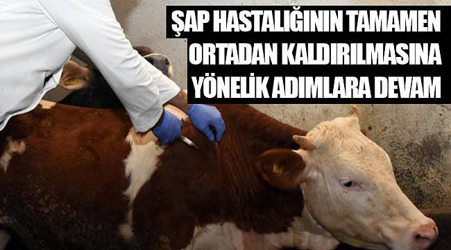 Şap Hastalığının Tamamen Ortadan Kaldırılmasına Yönelik Adımlara Devam