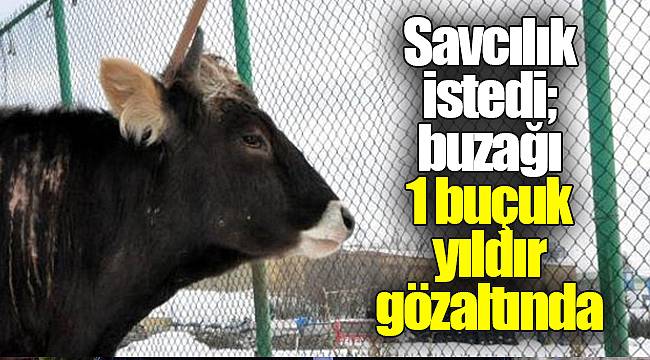 Savcılık istedi; buzağı 1 buçuk yıldır gözaltında