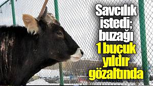 Savcılık istedi; buzağı 1 buçuk yıldır gözaltında