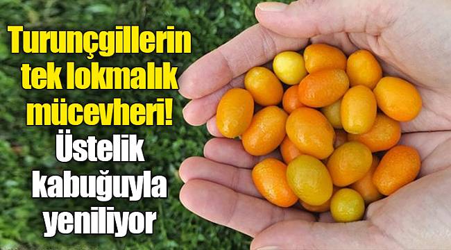 Turunçgillerin tek lokmalık mücevheri! Üstelik kabuğuyla yeniliyor