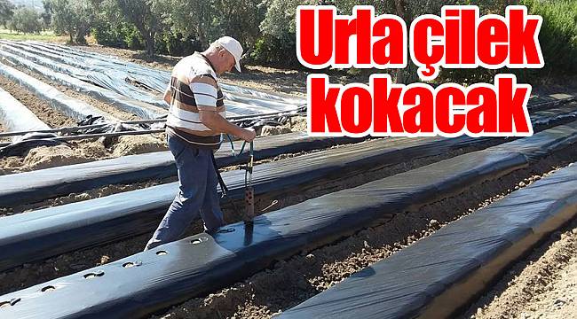 Urla çilek kokacak