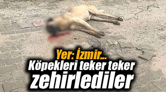Yer: İzmir... Köpekleri teker teker zehirlediler