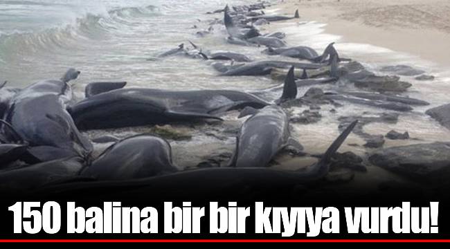 150 balina bir bir kıyıya vurdu!