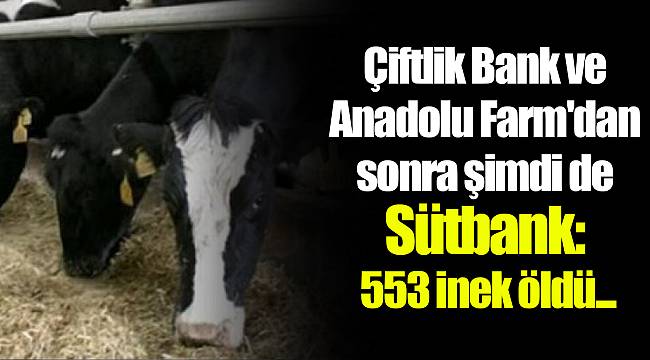 Çiftlik Bank ve Anadolu Farm'dan sonra şimdi de Sütbank: 553 inek öldü...