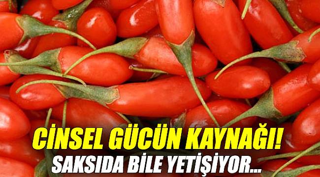 Cinsel gücün kaynağı! Saksıda bile yetişiyor...
