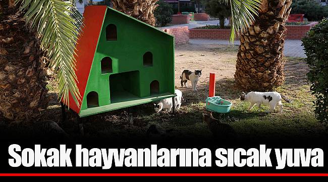Sokak hayvanlarına sıcak yuva