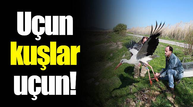 Uçun kuşlar uçun!