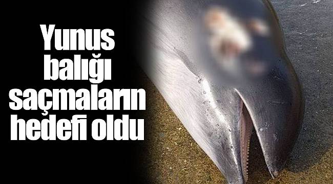 Yunus balığı saçmaların hedefi oldu