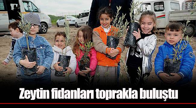 Zeytin fidanları toprakla buluştu