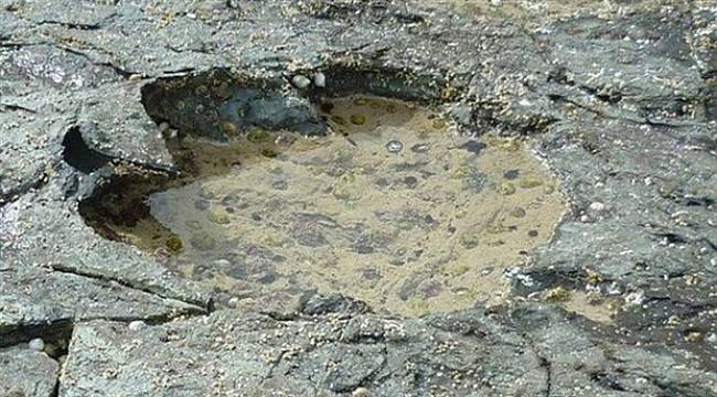 170 milyon yıl öncesine ait dinozor ayak izi bulundu