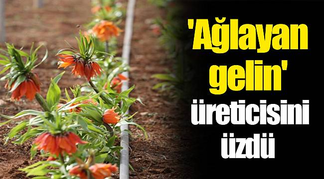 'Ağlayan gelin' üreticisini üzdü
