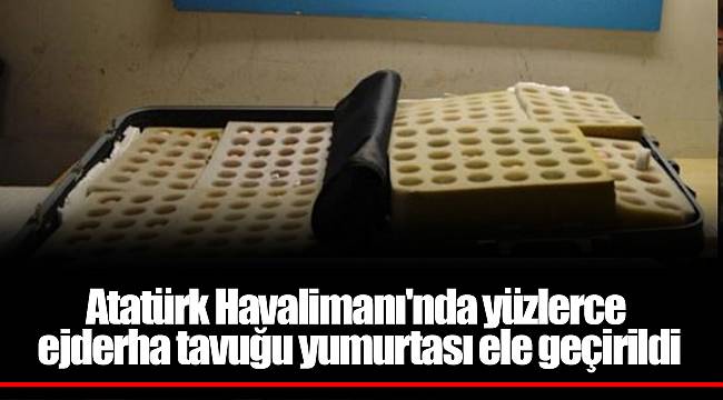 Atatürk Havalimanı'nda yüzlerce ejderha tavuğu yumurtası ele geçirildi