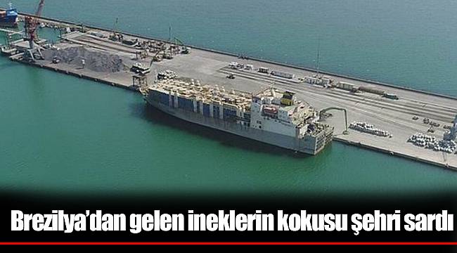 Brezilya’dan gelen ineklerin kokusu şehri sardı