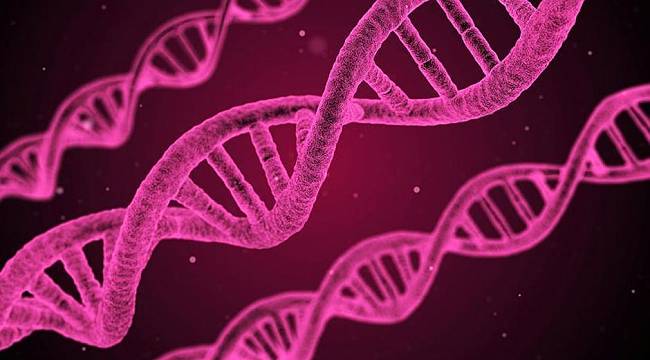 Hücrelerde DNA'nın yeni bir yapısı keşfedildi