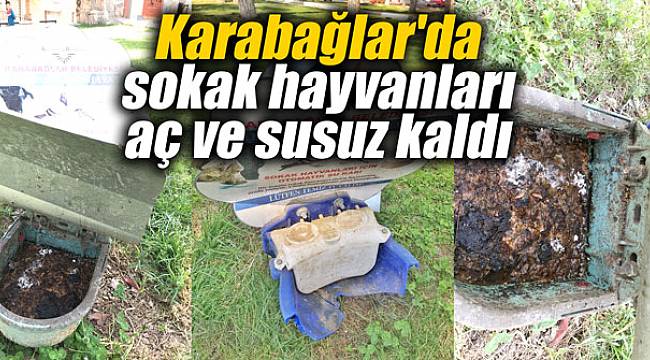 Karabağlar'da sokak hayvanları aç ve susuz kaldı