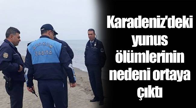 Karadeniz'deki yunus ölümlerinin nedeni ortaya çıktı