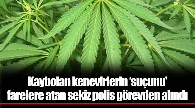 Kaybolan kenevirlerin ‘suçunu' farelere atan sekiz polis görevden alındı