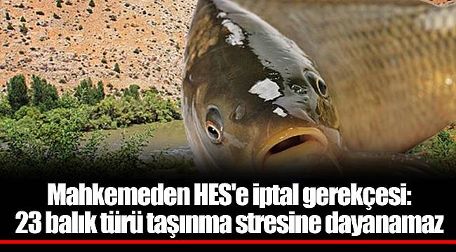 Mahkemeden HES'e iptal gerekçesi: 23 balık türü taşınma stresine dayanamaz