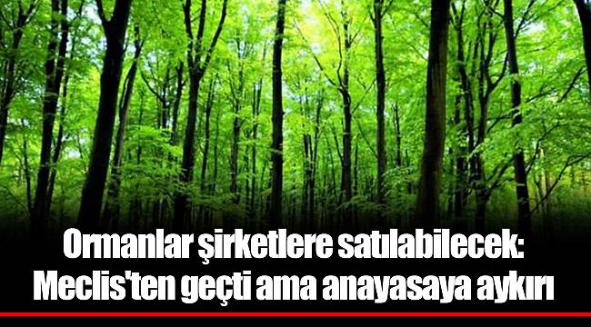 Ormanlar şirketlere satılabilecek: Meclis'ten geçti ama anayasaya aykırı