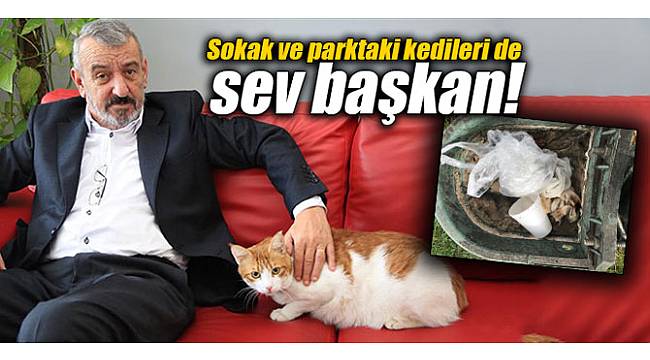 Sokak ve parktaki kedileri de sev başkan!
