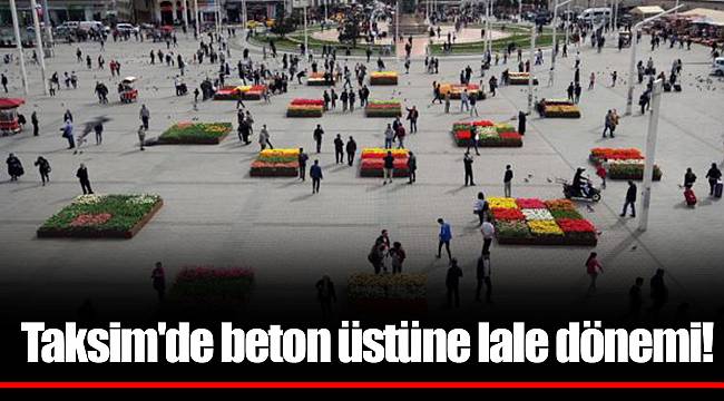 Taksim'de beton üstüne lale dönemi!