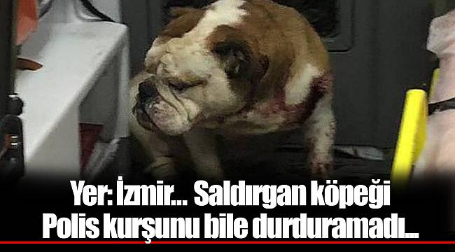 Yer: İzmir... Saldırgan köpeği Polis kurşunu bile durduramadı...