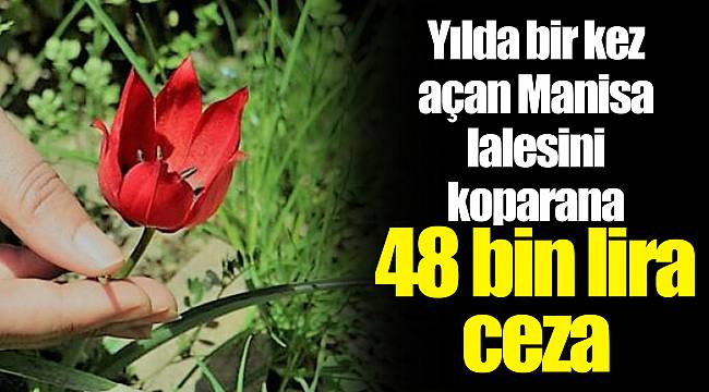 Yılda bir kez açan Manisa lalesini koparana 48 bin lira ceza