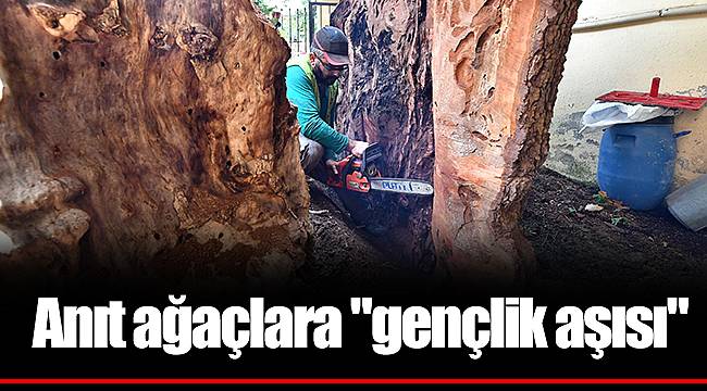 Anıt ağaçlara "gençlik aşısı"
