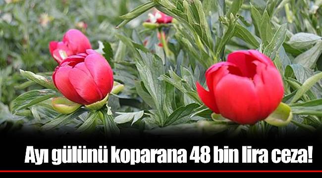 Ayı gülünü koparana 48 bin lira ceza!