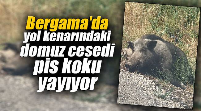 Bergama'da yol kenarındaki domuz cesedi pis koku yayıyor