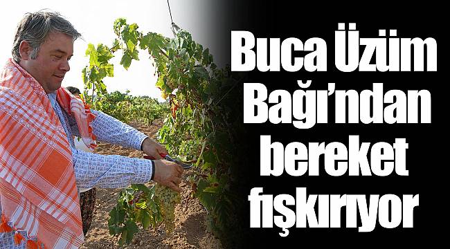 Buca Üzüm Bağı’ndan bereket fışkırıyor